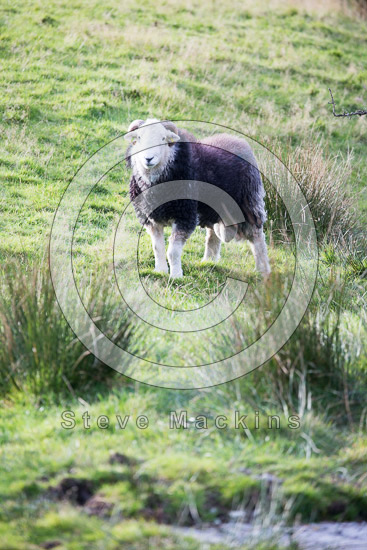 Dendron Lake district Sheep - Lakeland Photos - Art Prints Dendron Lake district Sheep
