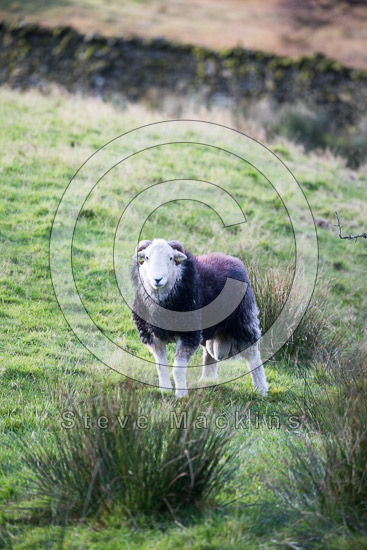Seatoller Valley Lake district Sheep - Lakeland Photos - Art Prints Seatoller Valley Lake district Sheep