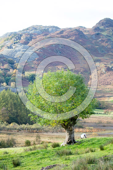 Brough Valley Lakeland Sheep
