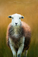 Santon Bridge, Outerside, Herdy Ewe, Herdwick Sheep Prints, Tirril, Lakeland Herdy Artworks, Newton Reigny, Starling Dodd, Rossett Pike, Hart Crag, High Seat, Stybarrow Dodd, Herdwick, Brock Crags, Longtown, Temple Sowerby, Caw Fell, Rannerdale Knotts, Herdwick Sheep Oil Painting, Herdy Sketches, Saint Sunday Crag, Great Ormside, Herdwick Sheep Acrylic Paintings, Herdwick Artwork, Herdy Sheep Artist, Mungrisdale, Dent,  Lake District, Cumbria.