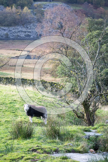 Hallin Fell Farm Lake district Sheep