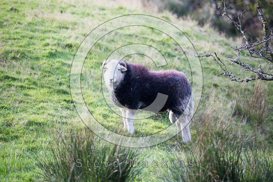 Dufton Herdwick