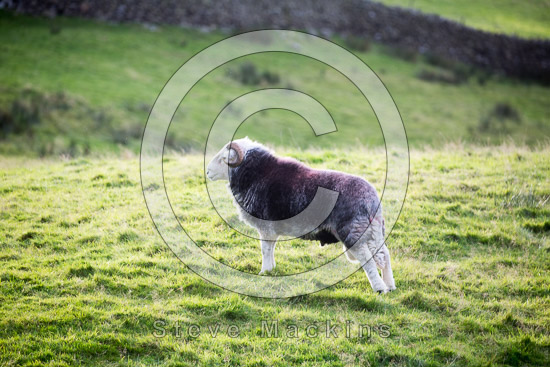 Bampton Grange Field Lakeland Sheep - Lakeland Photos - Art Prints Bampton Grange Field Lakeland Sheep