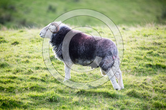 Eskdale Green Farm Herdwick