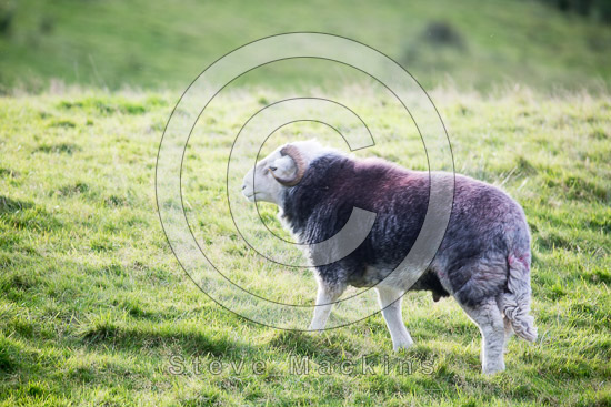 Grisedale Pike Field Herdwick