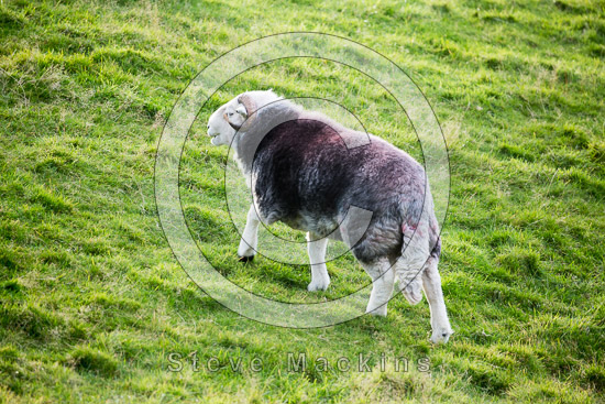 Wetherlam Herdwick