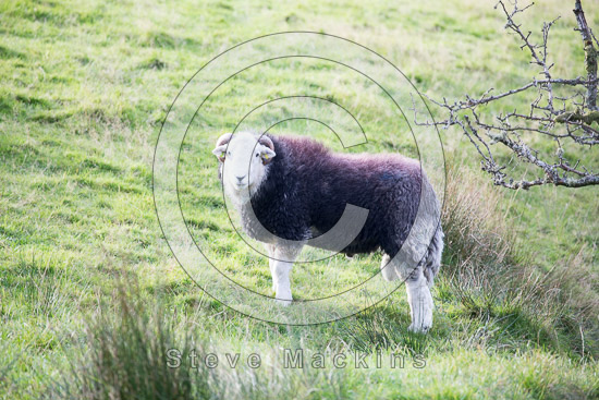 Dufton Field Herdwick
