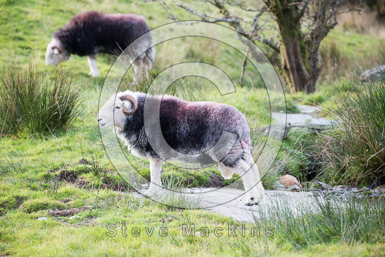 Hayton (Aspatria) Field Lake district Sheep - Lakeland Photos - Art Prints Hayton (Aspatria) Field Lake district Sheep