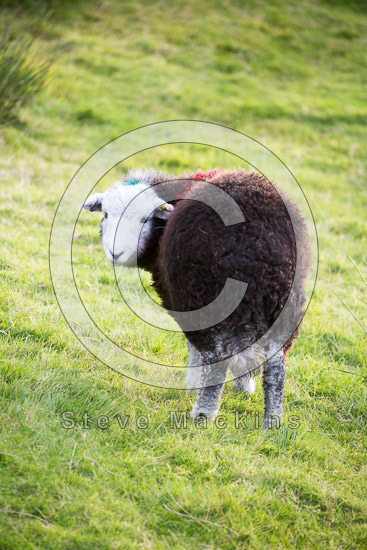 Outerside Herdwick Sheep - Lakeland Photos - Art Prints Outerside Herdwick Sheep