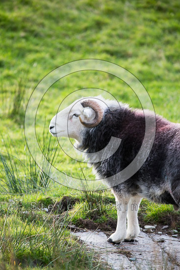 Storth Field Herdwick - Lakeland Photos - Art Prints Storth Field Herdwick