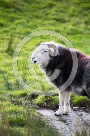 Skelton Field Herdwick