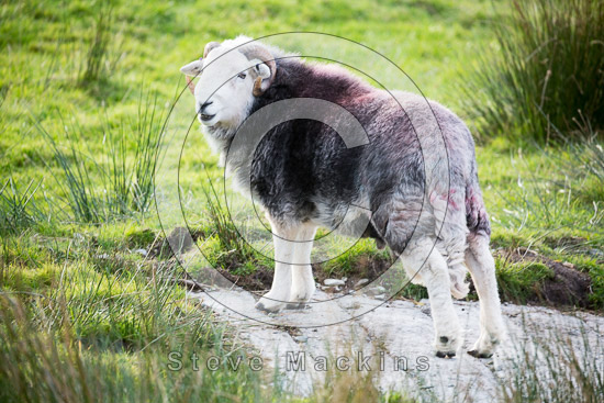 Bouth Farm Herdwick Sheep - Lakeland Photos - Art Prints Bouth Farm Herdwick Sheep