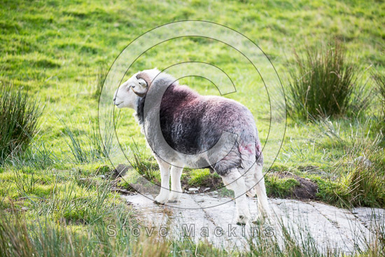 Catterlen Herdwick