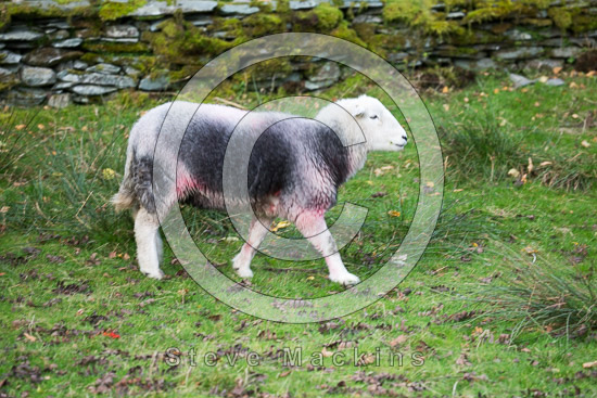 New Hutton Field Lake district Sheep - Lakeland Photos - Art Prints New Hutton Field Lake district Sheep