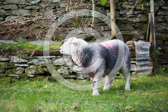 Sandside Lakeland Sheep