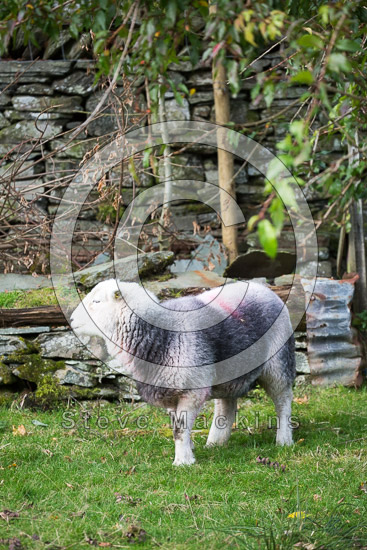 Troutbeck (Windermere) Lake district Sheep