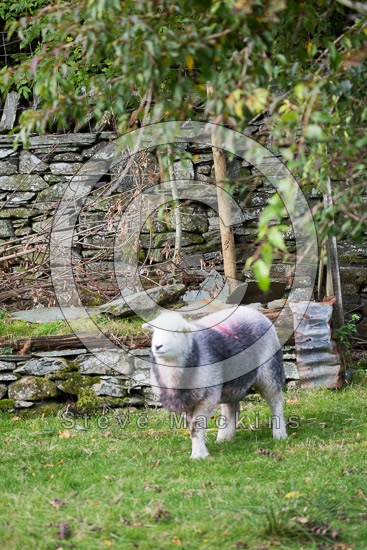 Ousby Herdwick - Lakeland Photos - Art Prints Ousby Herdwick