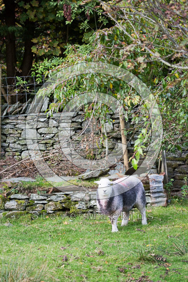Thunacar Knott Herdwick