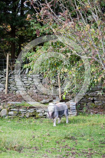 Muncaster Fell Valley Herdwick Sheep