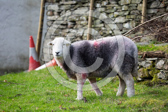 Milburn Field Lake district Sheep