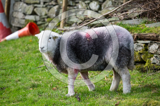 Kirkhouse Farm Herdwick