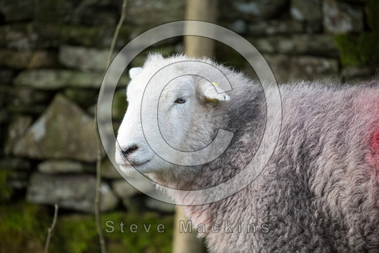 Penruddock Field Lakeland Sheep