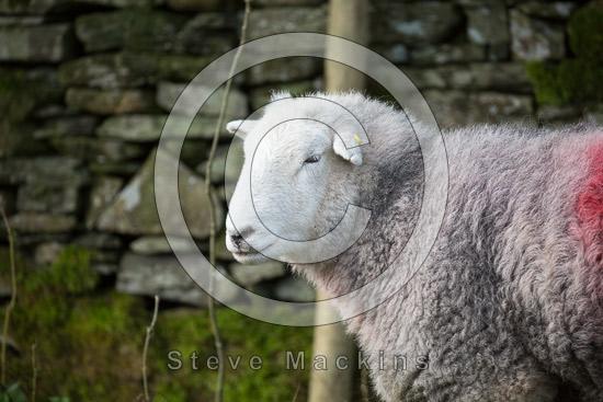 Cumwhinton Farm Herdwick - Lakeland Photos - Art Prints Cumwhinton Farm Herdwick