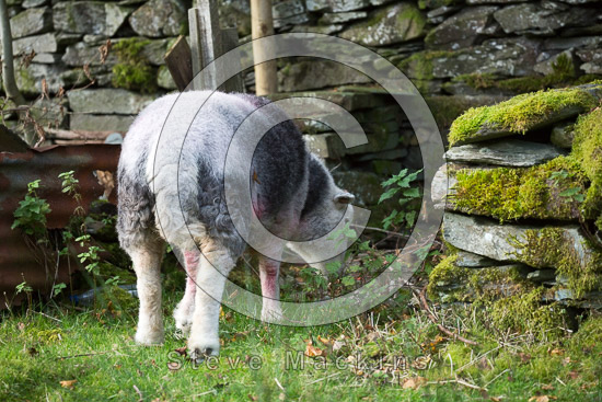 Kirkby Lonsdale Field Herdwick - Lakeland Photos - Art Prints Kirkby Lonsdale Field Herdwick