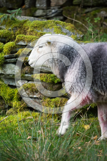 Kidsty Pike Valley Lake district Sheep
