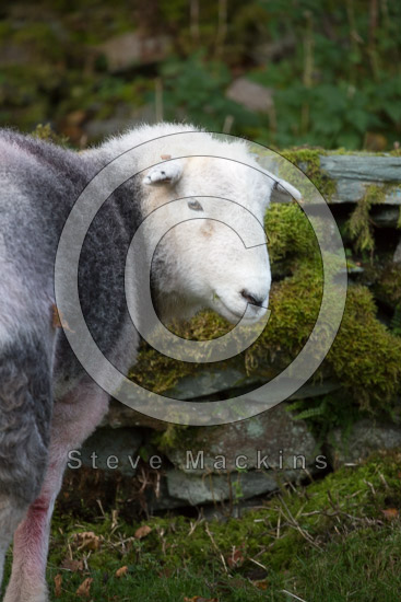 Natland Lake district Sheep - Lakeland Photos - Art Prints Natland Lake district Sheep