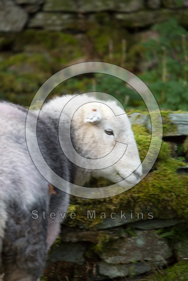 Hethersgill Farm Lake district Sheep
