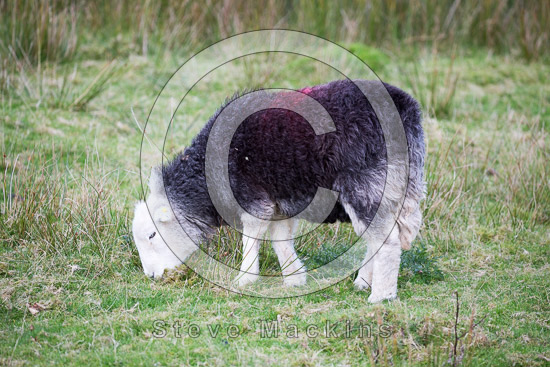 Coniston Lakeland Sheep - Lakeland Photos - Art Prints Coniston Lakeland Sheep