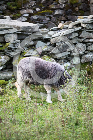 Hayton (Brampton) Field Lake district Sheep - Lakeland Photos - Art Prints Hayton (Brampton) Field Lake district Sheep