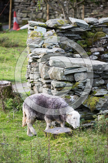 Ill Bell Lake district Sheep
