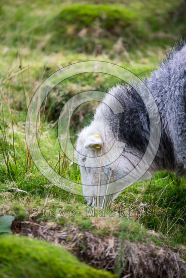 Lakeside Farm Herdwick Sheep