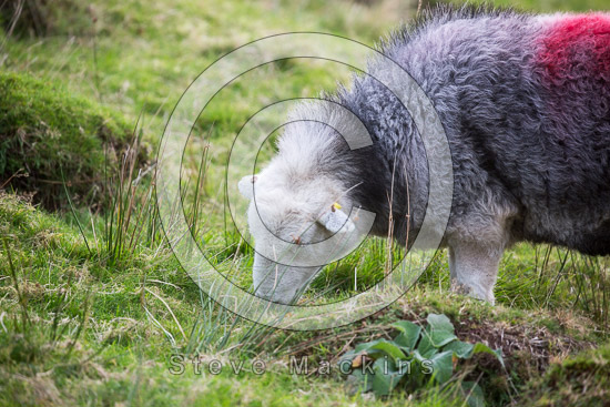 Kirkland (Frizington) Valley Herdwick Sheep