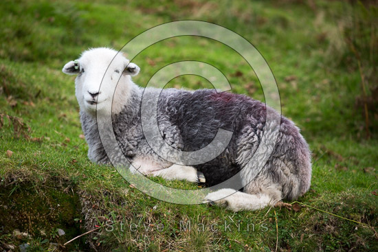 Bromfield Lake district Sheep