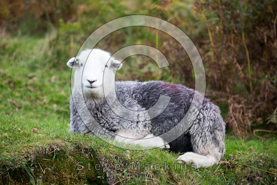 Skelwith Bridge Field Herdwick Sheep - Lakeland Photos - Art Prints Skelwith Bridge Field Herdwick Sheep