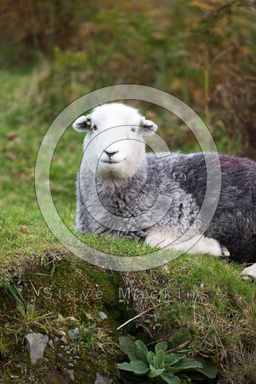 Skirwith Field Lake district Sheep