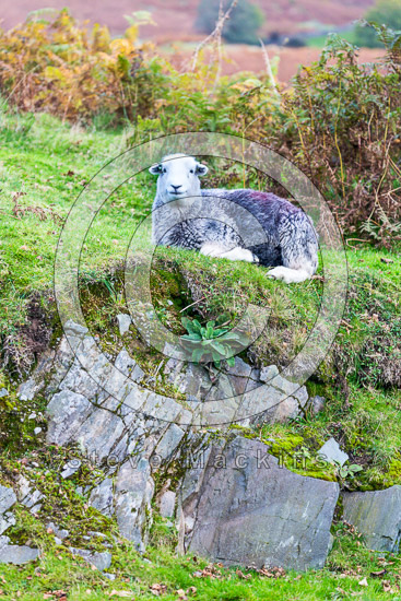 Skirwith Valley Herdwick Sheep