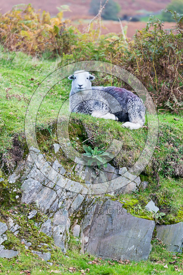 Ard Crags Lake district Sheep