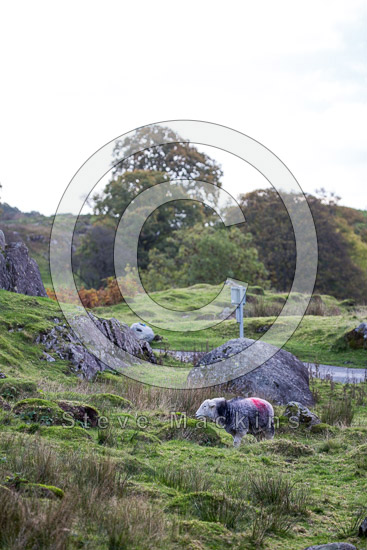 Port Carlisle Valley Lake district Sheep