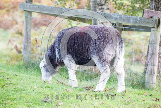 Meal Fell Valley Lake district Sheep