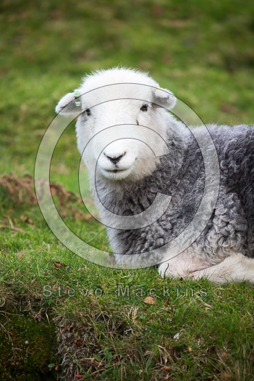 Eaglesfield Lake district Sheep