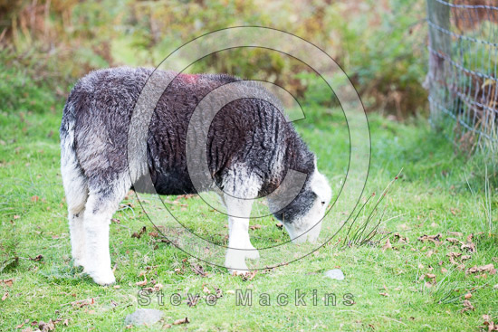 Braithwaite Herdwick Sheep