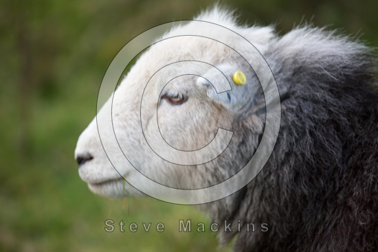 Biggar Valley Herdwick