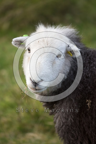 Silver How Field Lakeland Sheep - Lakeland Photos - Art Prints Silver How Field Lakeland Sheep