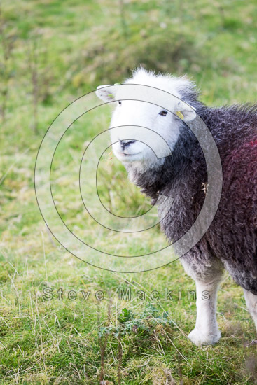Shap Field Lake district Sheep - Lakeland Photos - Art Prints Shap Field Lake district Sheep