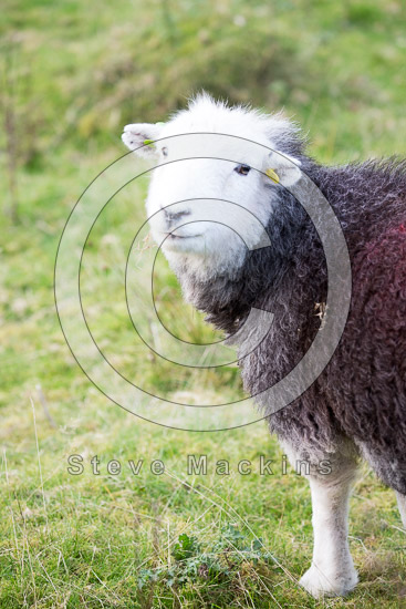 Killington Field Herdwick