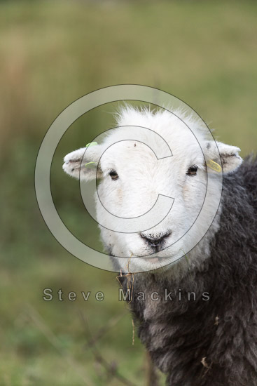 Stanah Farm Herdwick